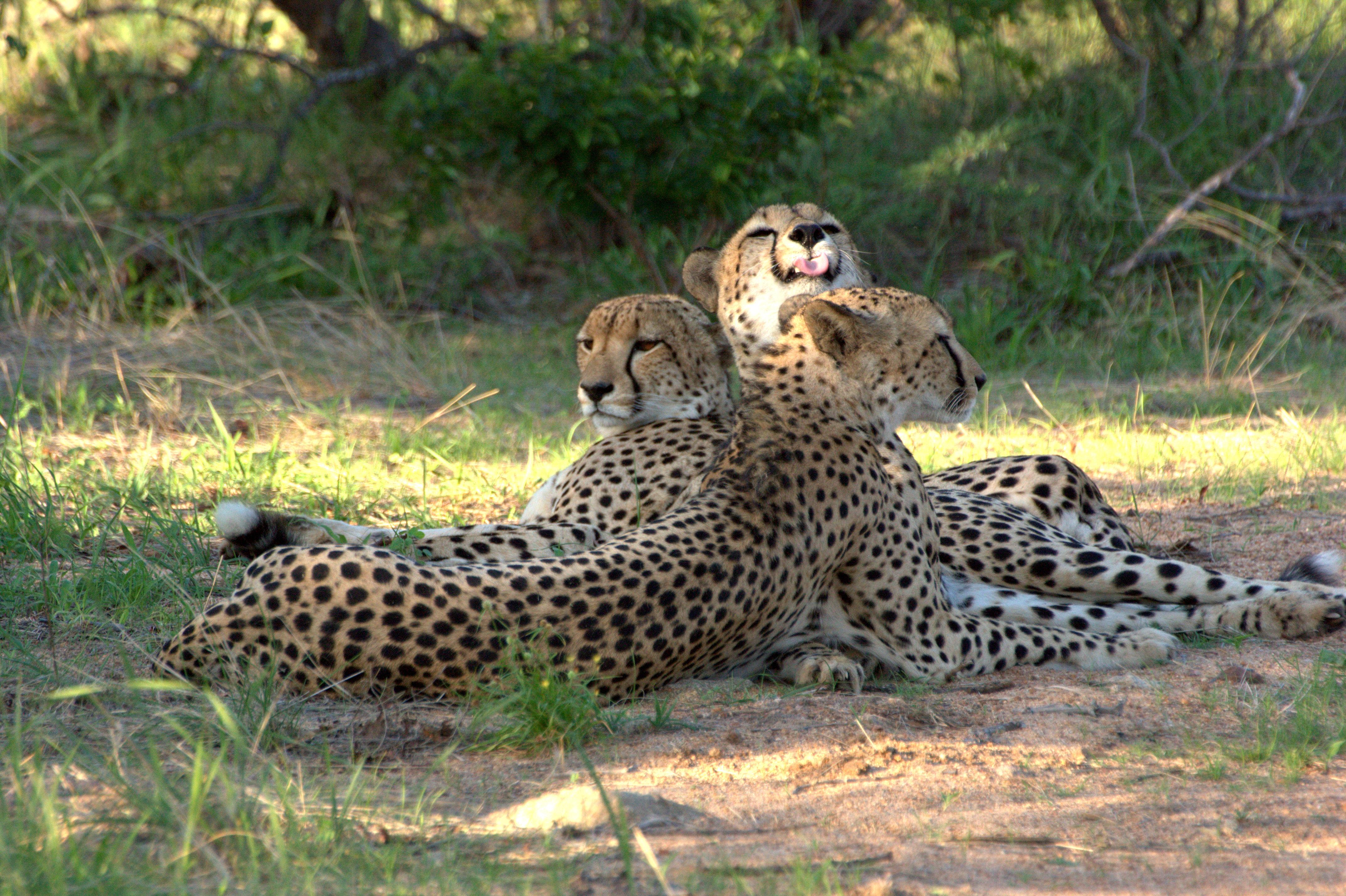 Karongwe Portfolio- Shiduli Private Game Lodge Karongwe Game Reserve Exteriér fotografie