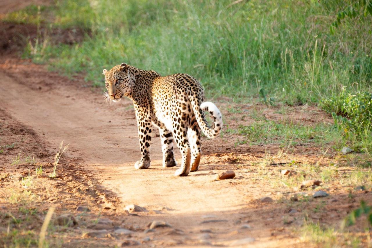 Karongwe Portfolio- Shiduli Private Game Lodge Karongwe Game Reserve Exteriér fotografie