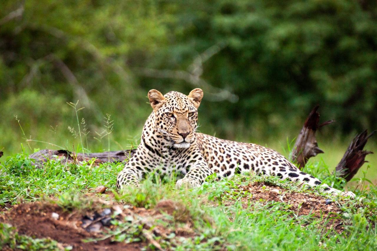 Karongwe Portfolio- Shiduli Private Game Lodge Karongwe Game Reserve Exteriér fotografie