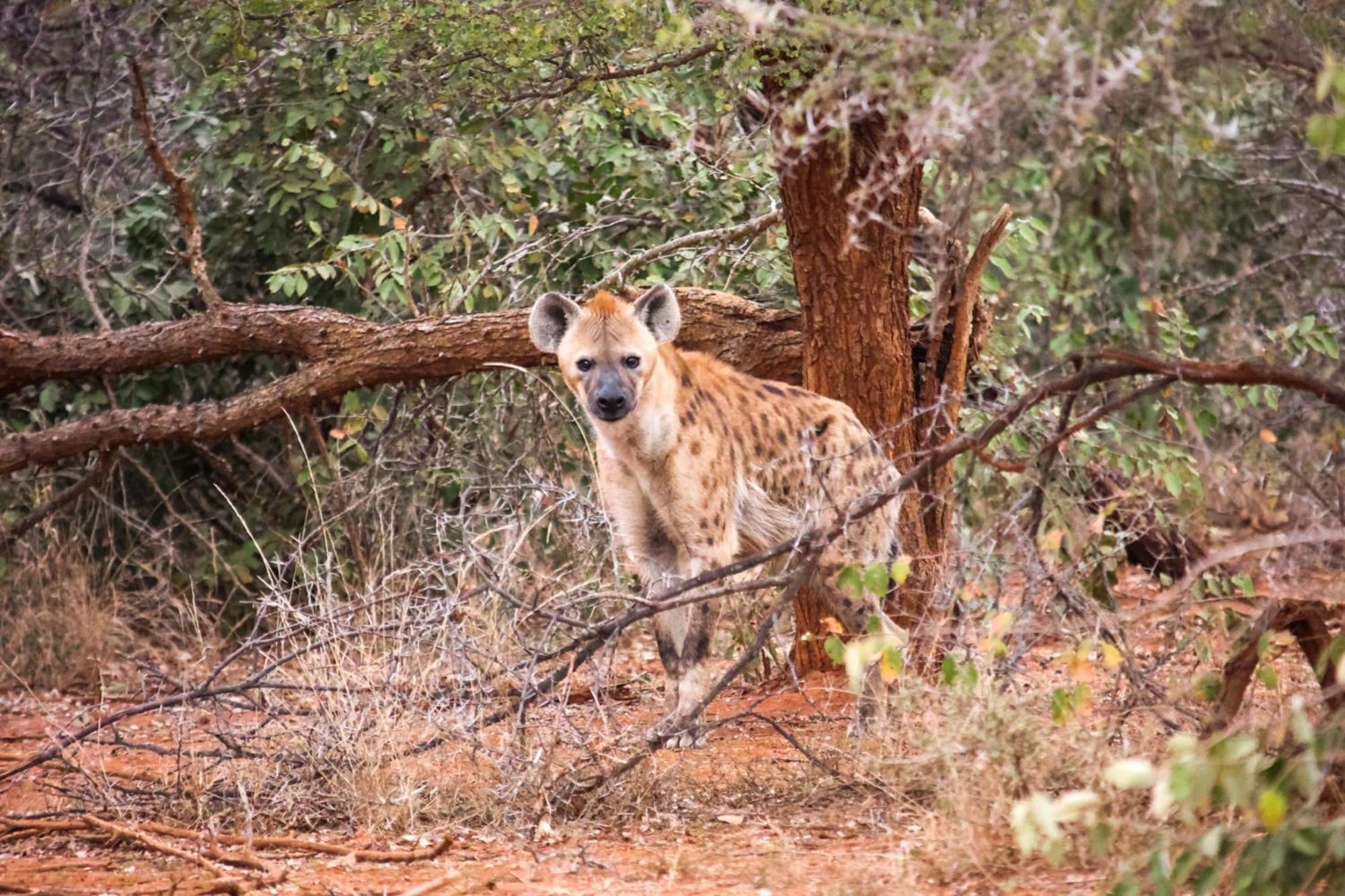 Karongwe Portfolio- Shiduli Private Game Lodge Karongwe Game Reserve Exteriér fotografie