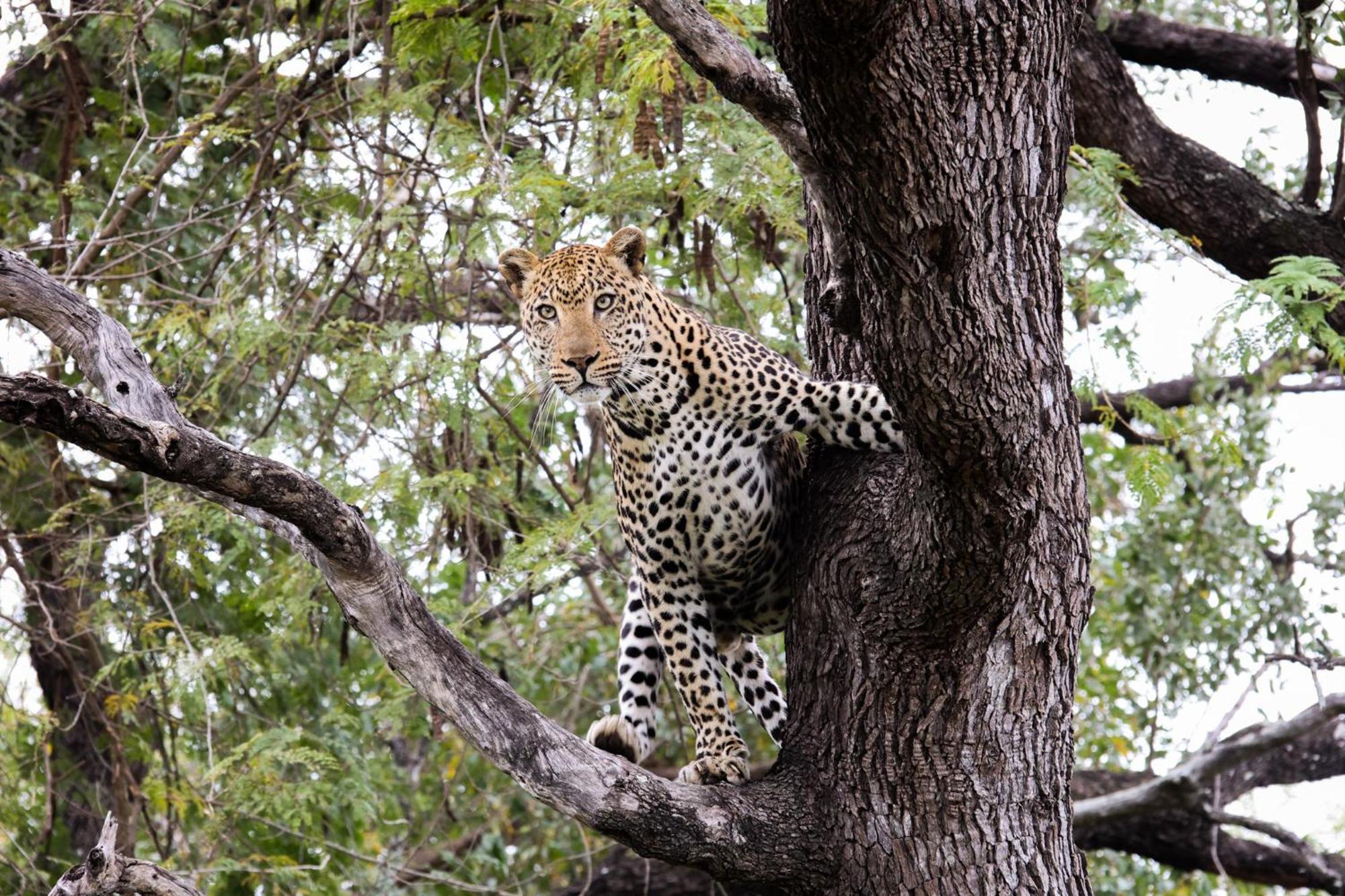 Karongwe Portfolio- Shiduli Private Game Lodge Karongwe Game Reserve Exteriér fotografie